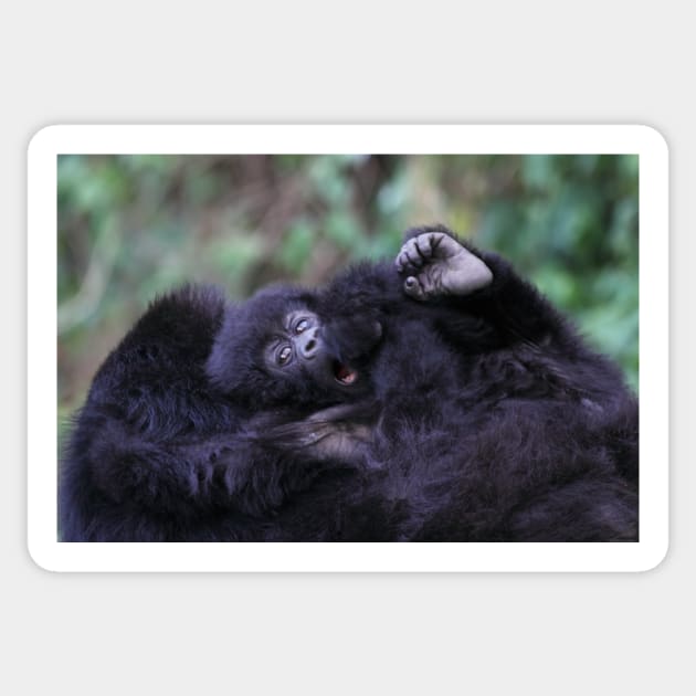 Baby Mountain Gorilla, Kwitonda Group, Rwanda, East Africa Sticker by Carole-Anne